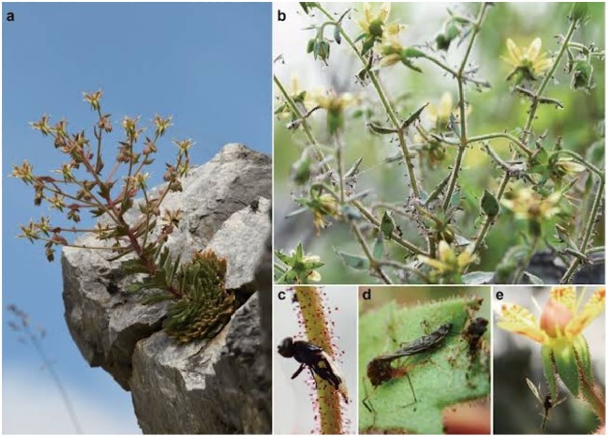 Saxifraga candelabrum has been scientifically confirmed as a carnivorous plant